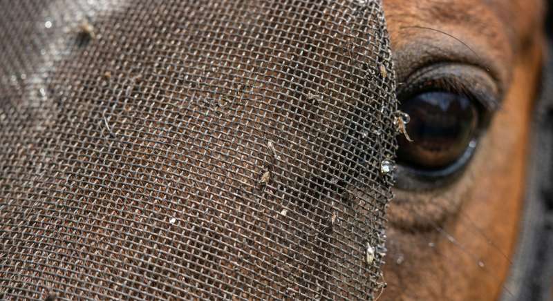 Fliegenmaske Pferd richtig anlegen