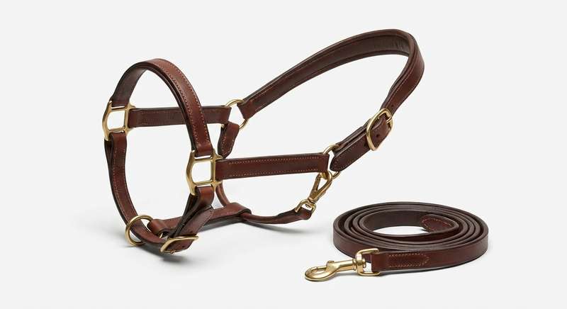 Halfter für Pferde: Typen, Passform & Sicherheit 2026 🐴