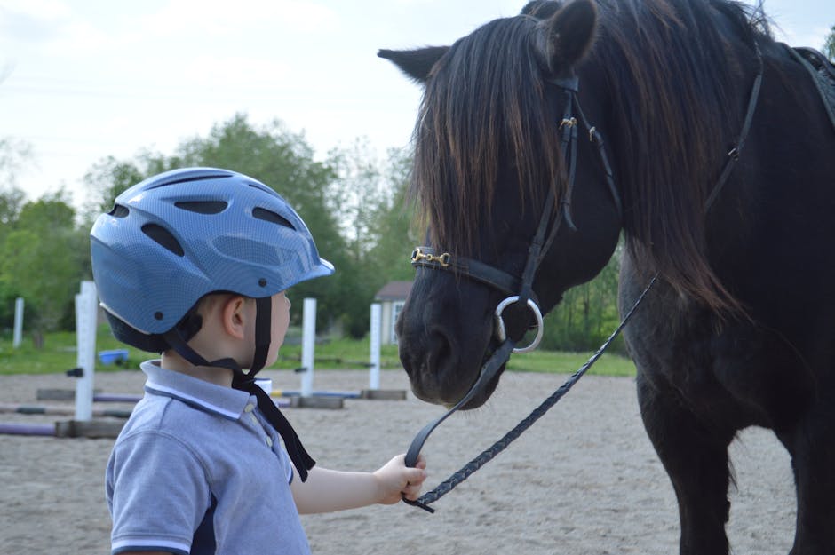 Halfter Pony 🐴: Die ultimative Anleitung