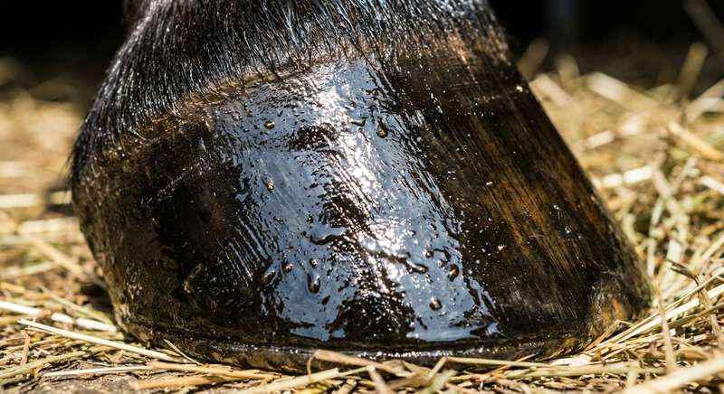 💡 Richtige Anwendung von Huföl