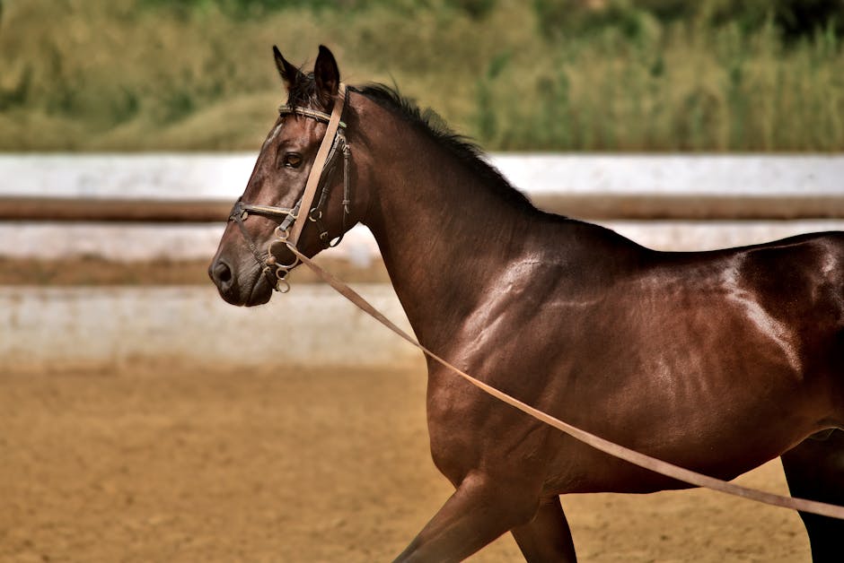 Krämer Halfter: Die perfekte Lösung für Pferdebesitzer 🐴