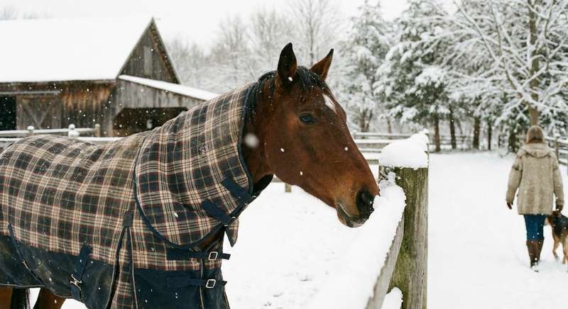 Pferdedecke pflegen und waschen