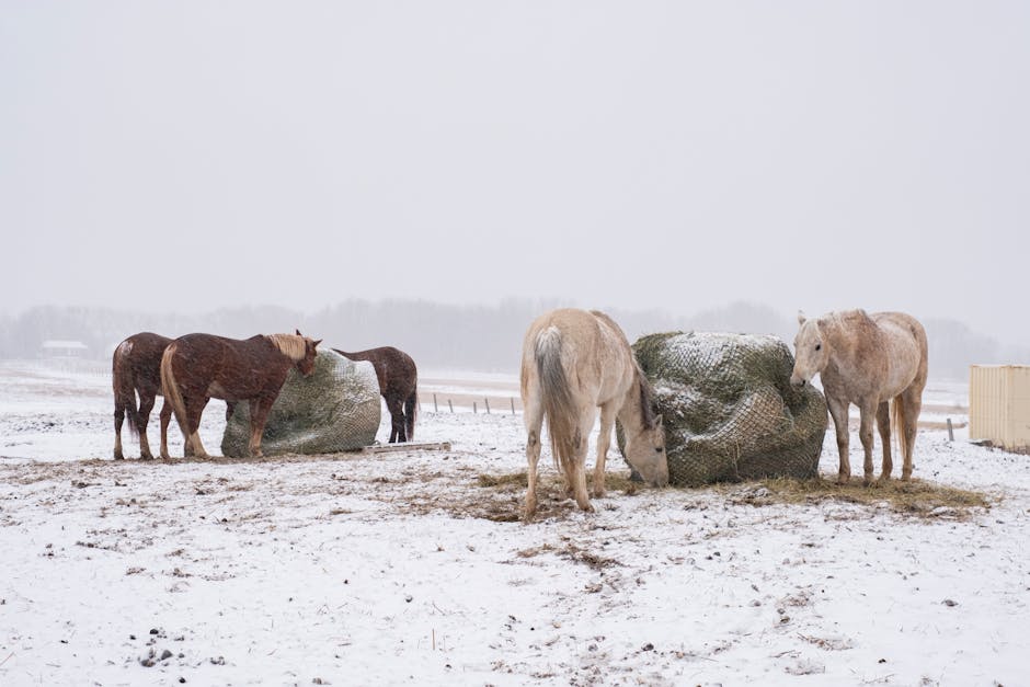 Felix Bühler Reithelm