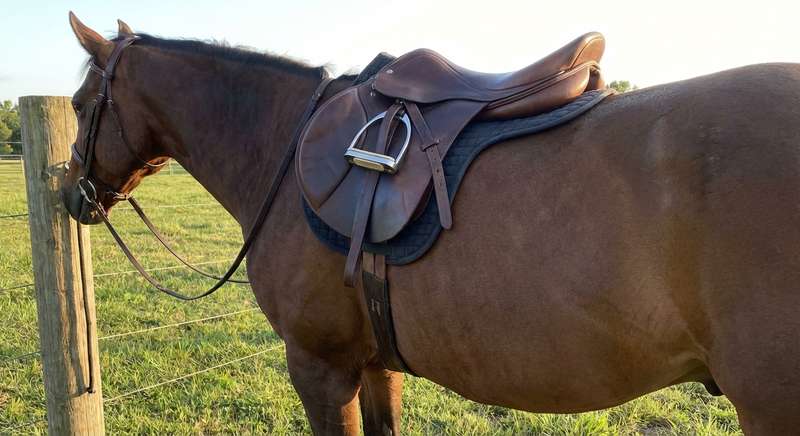 Satteltypen Vergleich Dressur Springen Allround