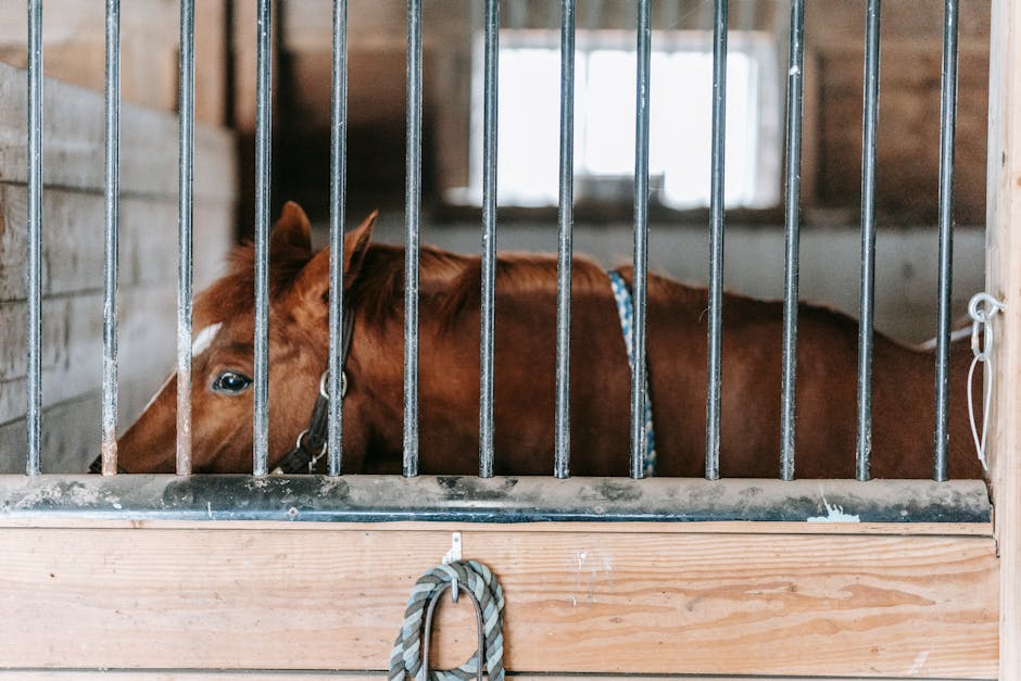 Uvex Reithelme 🐴: Die ultimative Lösung für Reiter