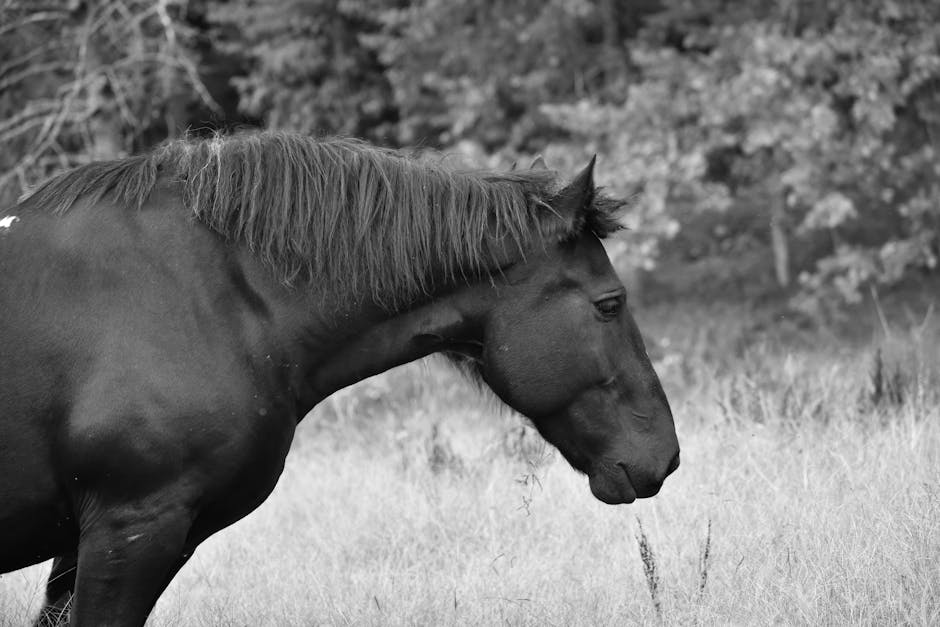 Gamaschen für Pferde